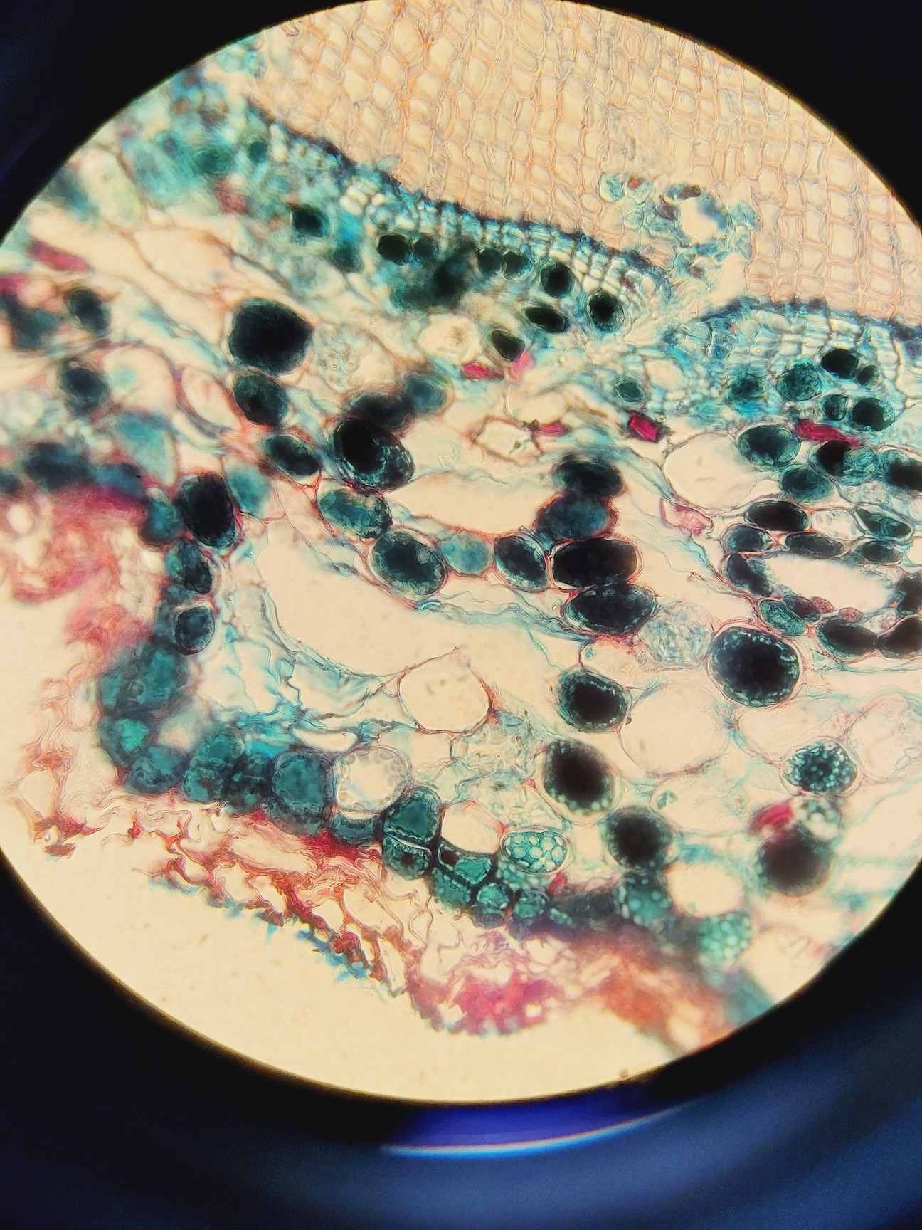 Image of Olympus BX61 Microscope System w/ 1 x Objective UPlanApo 40x/1,00 Lab