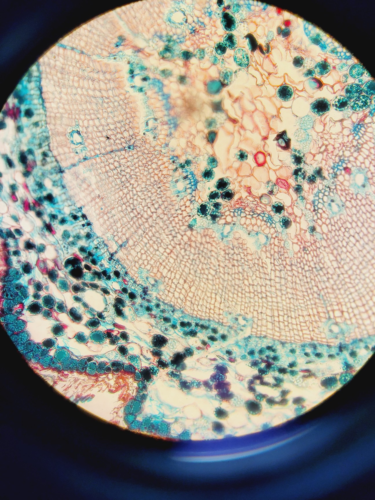 Image of Olympus BX61 Microscope System w/ 1 x Objective UPlanApo 40x/1,00 Lab