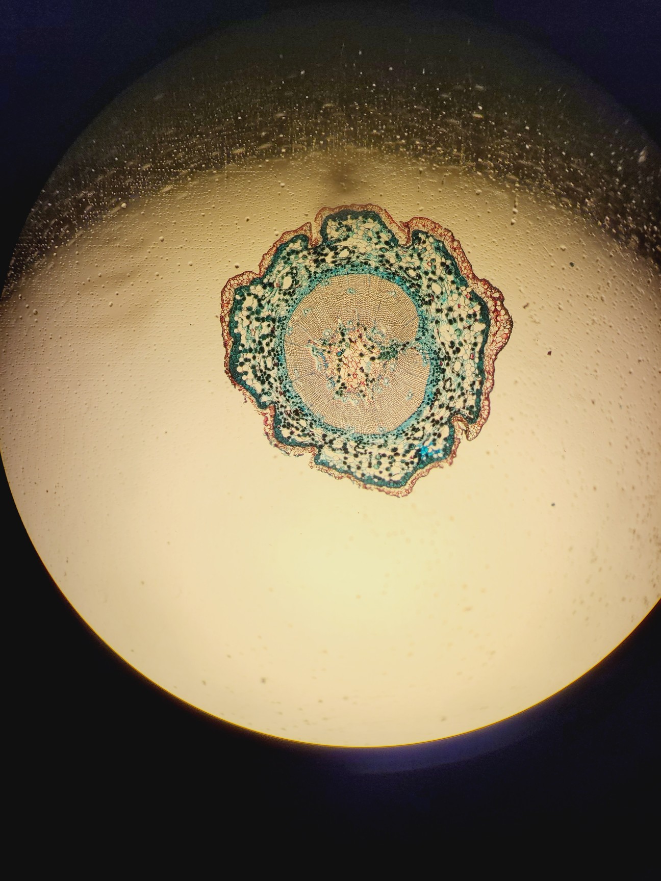 Image of Olympus BX61 Microscope System w/ 1 x Objective UPlanApo 40x/1,00 Lab