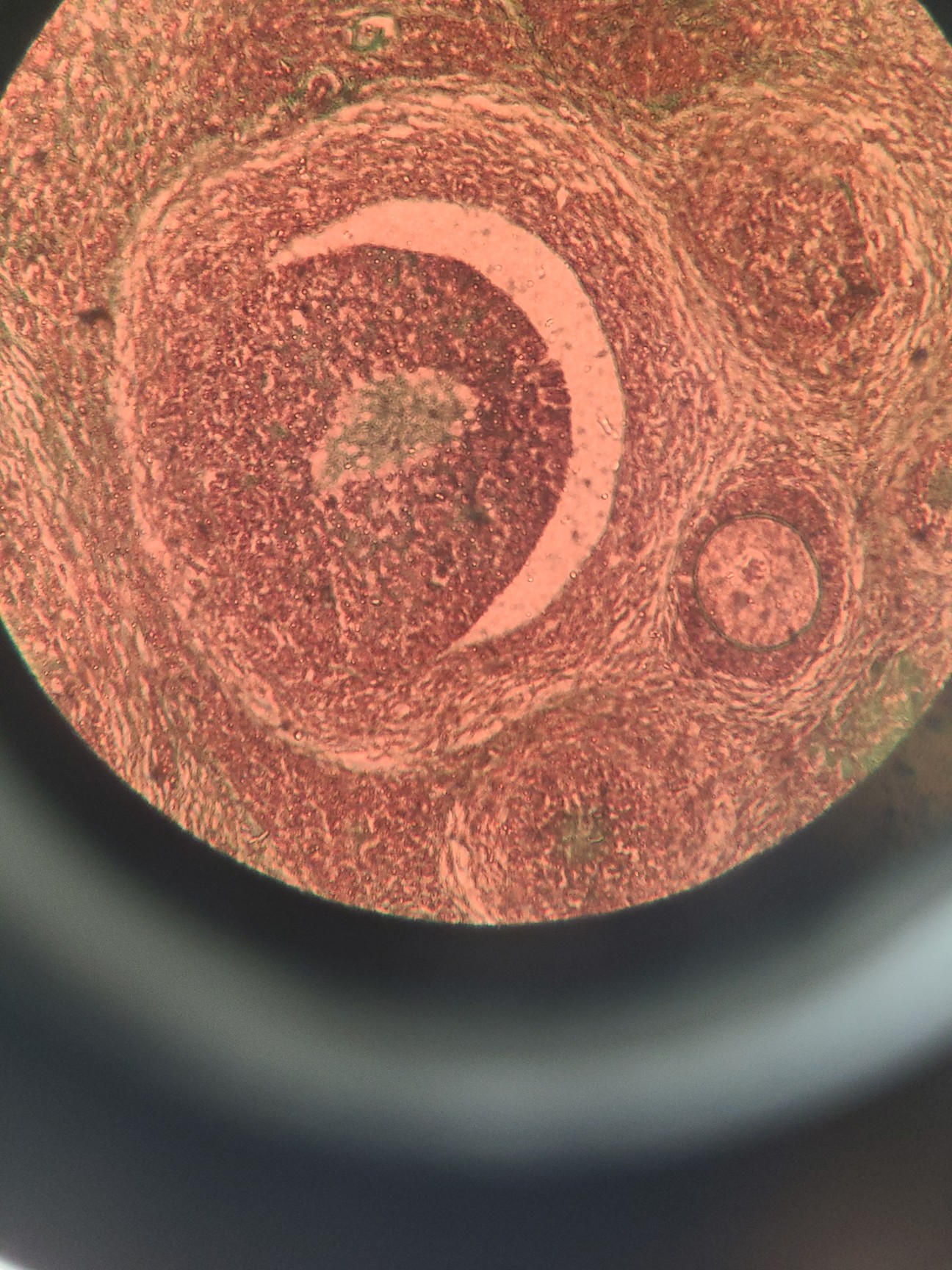 Image of Reichert-Jung Polyvar 300602 Microscope & 4 Objectives - Austria 4, 10, 25, 40 