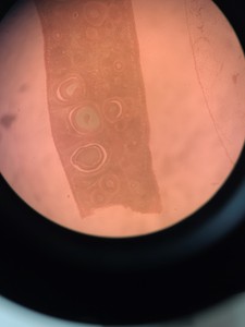 Thumbnail image of Reichert-Jung Polyvar 300602 Microscope & 4 Objectives - Austria 4, 10, 25, 40 