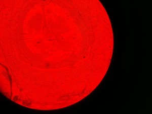 Thumbnail image of Olympus BH-2 Microscope w/ 3 x Objectives - DPlan 10 0.25 160/0.17, SPlan Apo 
