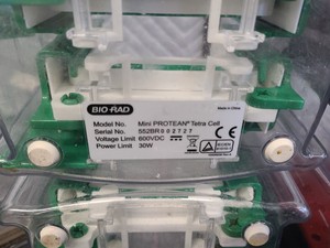 Thumbnail image of Lot of Bio-Rad Gel Electrophoresis Cells - Mini Protean Tetra, Sub GT Wide Mini 