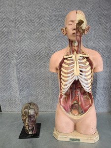 Thumbnail image of Pair of Vintage Human Medical Anatomical Teaching Models - Full Torso & Head
