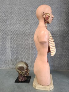 Thumbnail image of Pair of Vintage Human Medical Anatomical Teaching Models - Full Torso & Head
