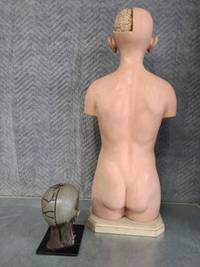 Thumbnail image of Pair of Vintage Human Medical Anatomical Teaching Models - Full Torso & Head