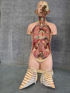 Thumbnail image of Pair of Vintage Human Medical Anatomical Teaching Models - Full Torso & Head