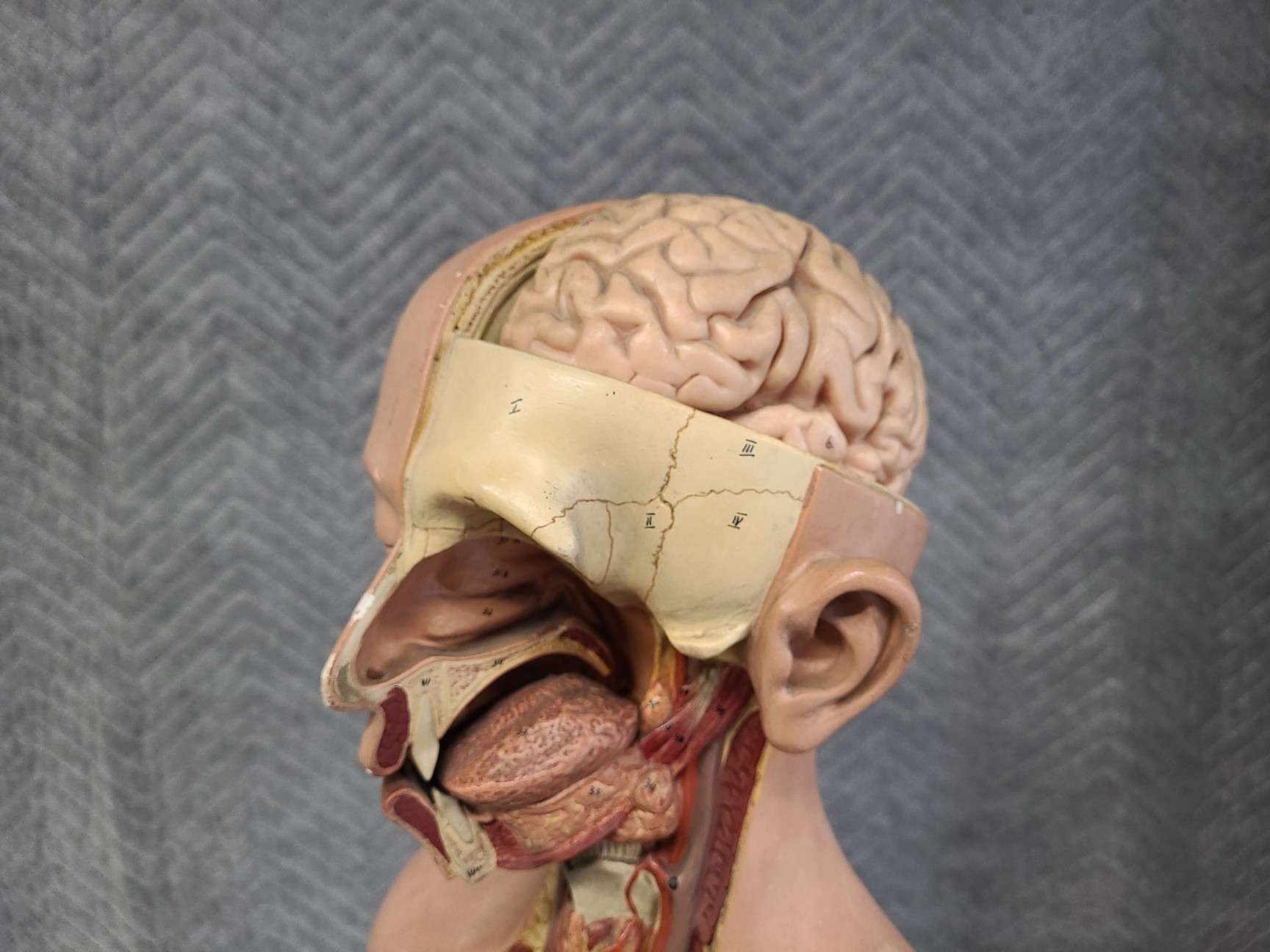 Image of Pair of Vintage Human Medical Anatomical Teaching Models - Full Torso & Head