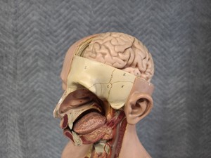 Thumbnail image of Pair of Vintage Human Medical Anatomical Teaching Models - Full Torso & Head