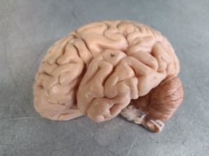 Thumbnail image of Pair of Vintage Human Medical Anatomical Teaching Models - Full Torso & Head