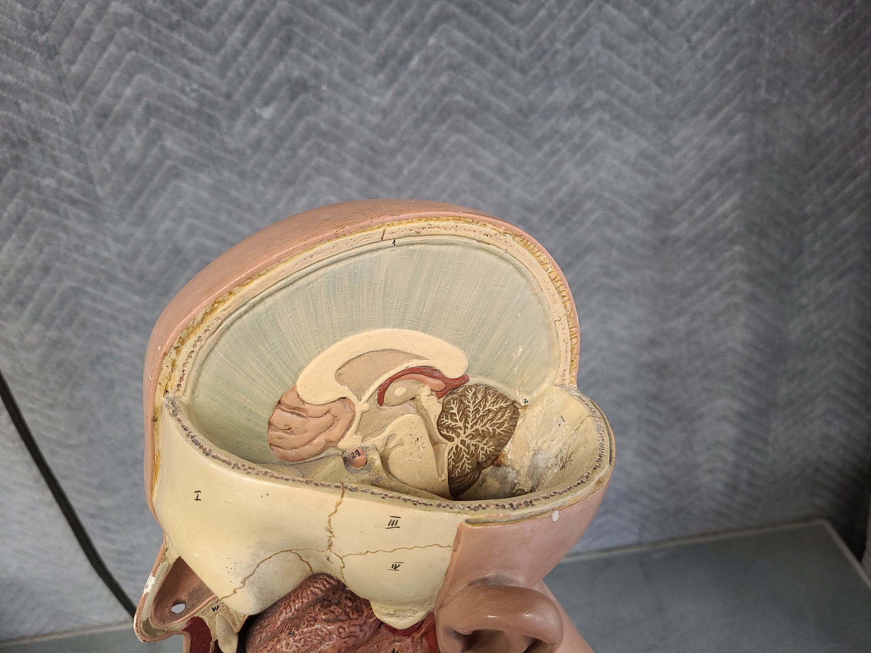 Image of Pair of Vintage Human Medical Anatomical Teaching Models - Full Torso & Head