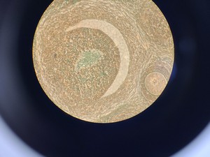 Thumbnail image of Ceti Inverso TC100 LED Inverted Biological Microscope + FI Model: 3660.8000 Lab 
