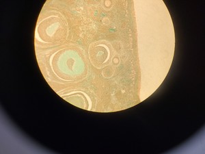 Thumbnail image of Ceti Inverso TC100 LED Inverted Biological Microscope + FI Model: 3660.8000 Lab 
