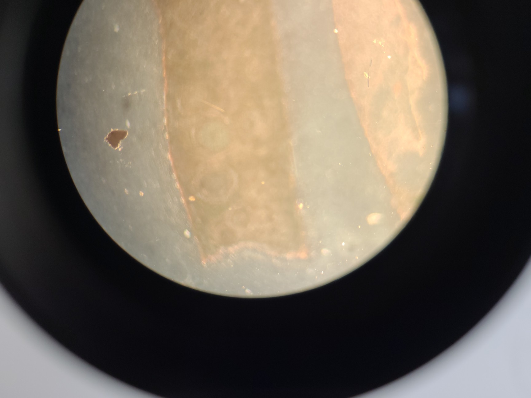 Image of Ceti Inverso TC100 LED Inverted Biological Microscope + FI Model: 3660.8000 Lab 