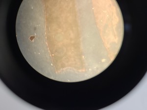 Thumbnail image of Ceti Inverso TC100 LED Inverted Biological Microscope + FI Model: 3660.8000 Lab 