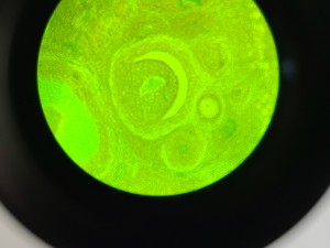 Thumbnail image of Ceti Inverso TC100 LED Inverted Biological Microscope + FI Model: 3660.8000 Lab 
