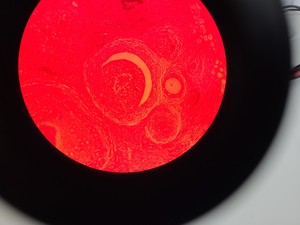 Thumbnail image of Ceti Inverso TC100 LED Inverted Biological Microscope + FI Model: 3660.8000 Lab 