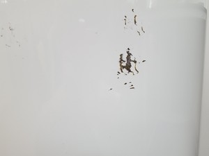 Thumbnail image of CryopAL Arpege 170 Air Liquide Liquid Nitrogen Cryogenic Storage Dewar Lab