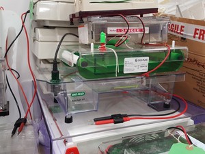 Thumbnail image of Large Lot of Electrophoresis Tanks, Lids & Combs - Bio-Rad, Fisher Lab Job Lot