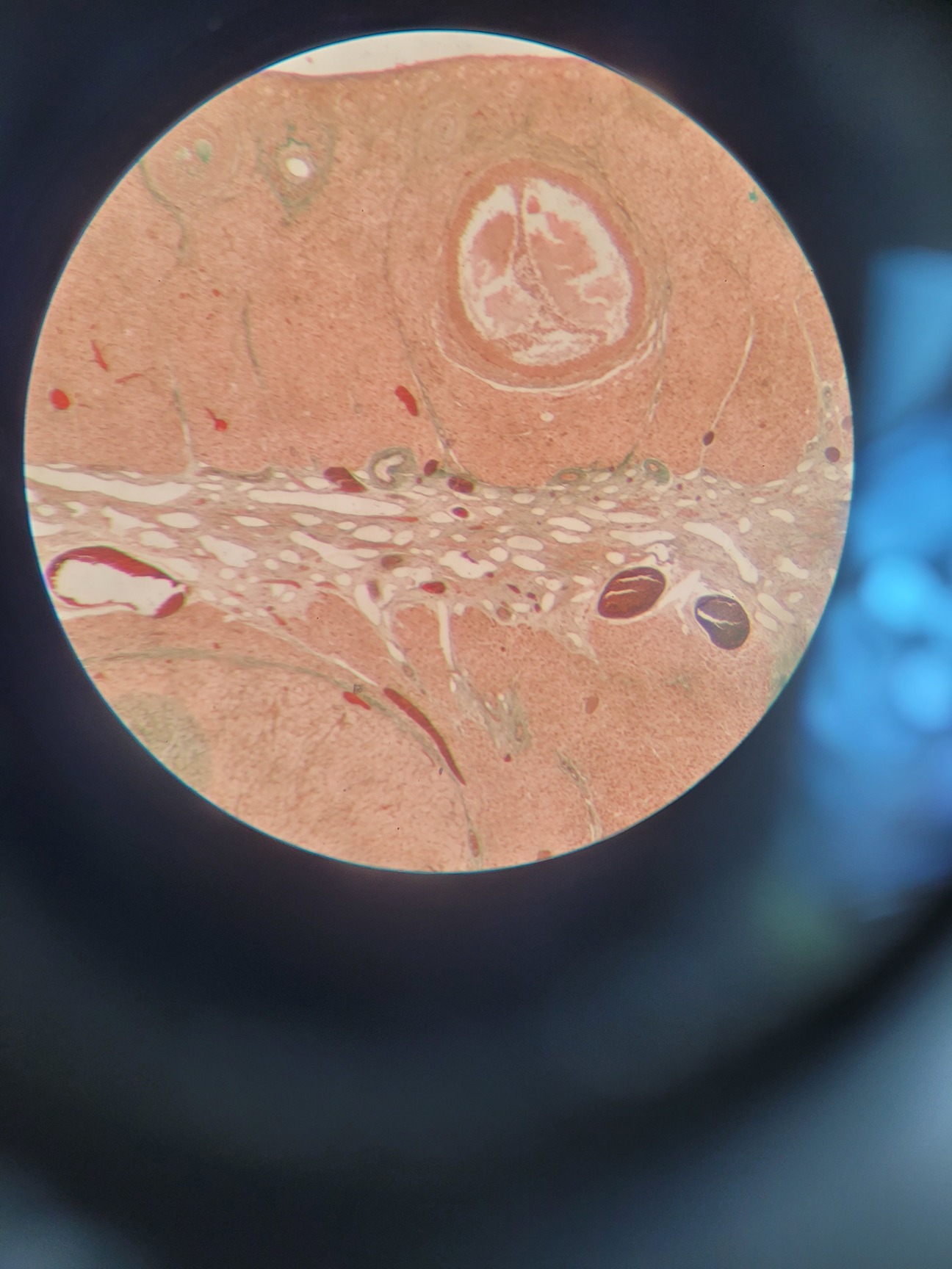 Image of Vision Engineering Alpha Stereo Zoom Microscope Lab