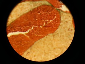Thumbnail image of Nikon Optiphot Trinocular Microscope with 3 x Objectives - 100 1.25 , 40 0.65 