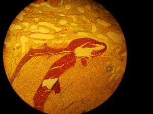Thumbnail image of Nikon Optiphot Trinocular Microscope with 3 x Objectives - 100 1.25 , 40 0.65 