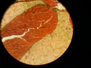 Thumbnail image of Nikon Optiphot Trinocular Microscope with 3 x Objectives - 100 1.25 , 40 0.65 
