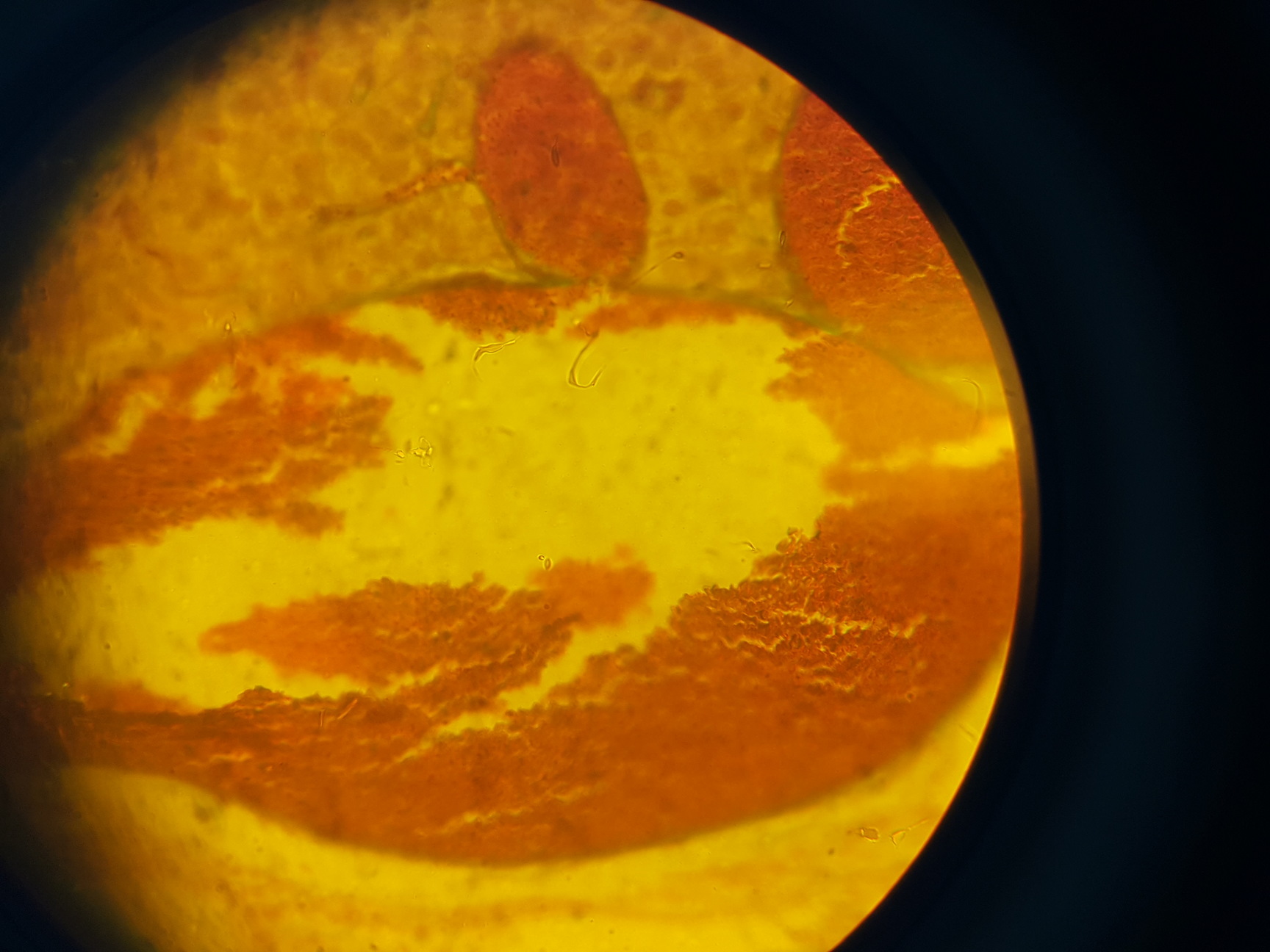 Image of GX Microscopes Trinocular Microscope with Q Imaging QICAM & 4 x Objectives Lab