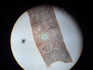 Thumbnail image of Motic B Series Compound Monocular Laboratory Microscope with 4 x Objectives Lab