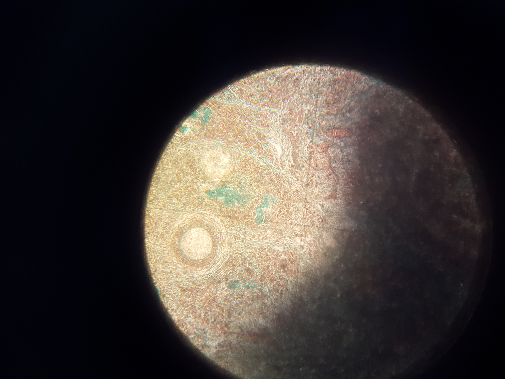 Image of Prior PX031POL Monocular Lab Microscope + 3 x Objectives Lab - Spares Repairs
