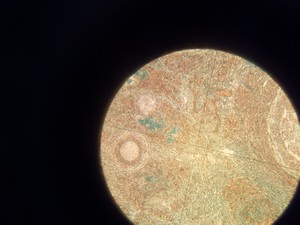 Thumbnail image of Prior PX031POL Monocular Lab Microscope + 3 x Objectives Lab - Spares Repairs
