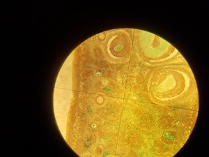 Thumbnail image of Prior PX031POL Monocular Lab Microscope + 3 x Objectives Lab - Spares Repairs