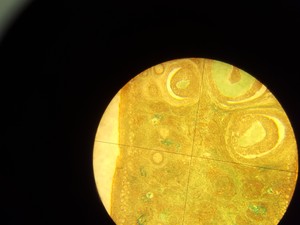 Thumbnail image of Prior PX031POL Monocular Lab Microscope + 3 x Objectives Lab - Spares Repairs