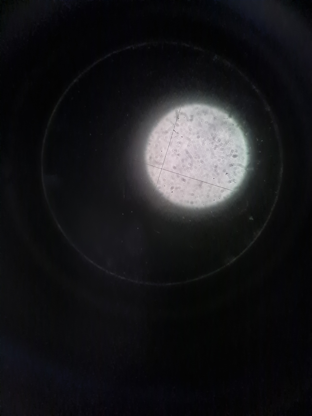 Image of Kyowa Tokyo Compound Monocular Microscope with 3 x Objectives Lab