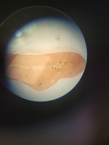 Thumbnail image of Vickers Instruments Long-Arm Stereo Zoom Microscope Lab