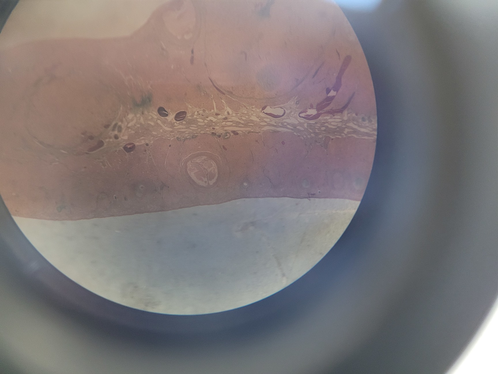 Image of Kyowa Tokyo Long-Arm Stereo Microscope Lab
