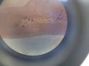 Thumbnail image of Kyowa Tokyo Long-Arm Stereo Microscope Lab