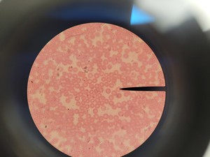 Thumbnail image of Leica ATC 2000 Compound Binocular Microscope with 4 x Achro Objectives Lab