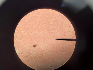Thumbnail image of Leica ATC 2000 Compound Binocular Microscope with 4 x Achro Objectives Lab