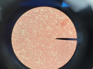 Thumbnail image of Leica ATC 2000 Compound Binocular Microscope with 4 x Achro Objectives Lab
