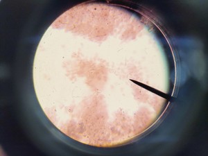 Thumbnail image of Olympus CH-2 CHS Microscope with 4 x Objectives SPlan A4 FLU Lab