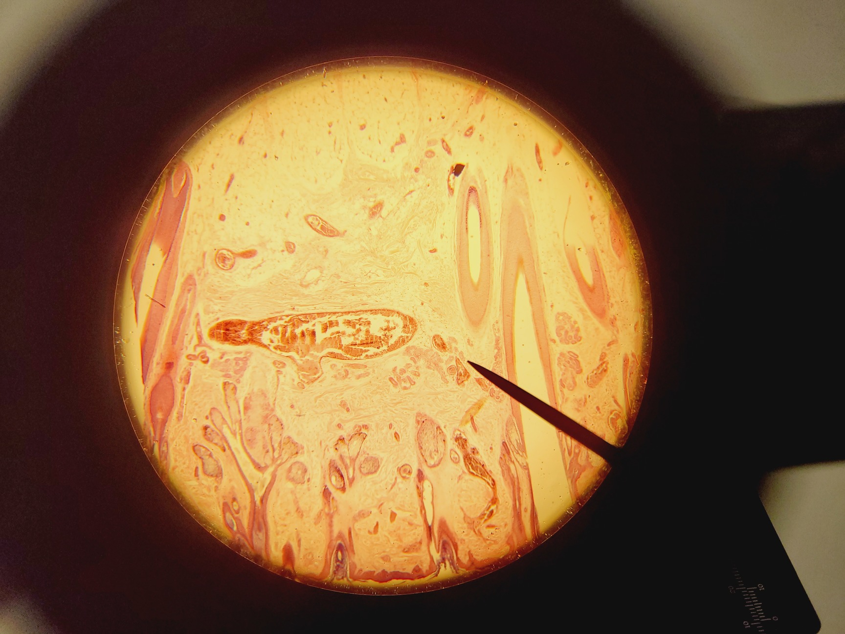 Image of Olympus CH-2 CHS Microscope with 4 x Objectives SPlan A4 FLU Lab