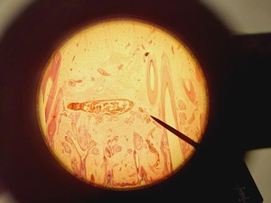 Thumbnail image of Olympus CH-2 CHS Microscope with 4 x Objectives SPlan A4 FLU Lab