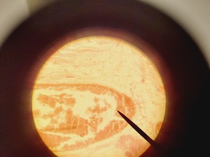 Thumbnail image of Olympus CH-2 CHS Microscope with 4 x Objectives SPlan A4 FLU Lab