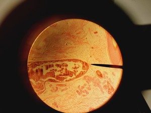 Thumbnail image of Olympus CH-2 CHS Microscope with 4 x Objectives SPlan A4 FLU Lab