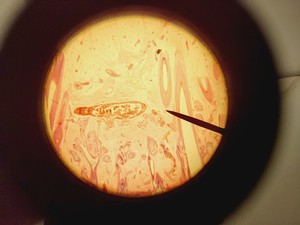 Thumbnail image of Olympus CH-2 CHS Microscope with 4 x Objectives SPlan A4 FLU Lab