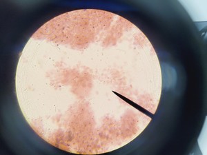 Thumbnail image of Olympus CH-2 CHS Microscope with 4 x Objectives SPlan A4 FLU Lab