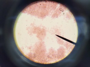 Thumbnail image of Olympus CH-2 CHS Microscope with 4 x Objectives SPlan A4 FLU Lab