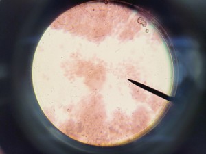 Thumbnail image of Olympus CH-2 CHS Microscope with 4 x Objectives SPlan A4 FLU Lab