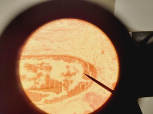Thumbnail image of Olympus CH-2 CHS Microscope with 4 x Objectives SPlan A4 FLU Lab